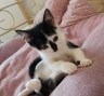 Kessi (2)